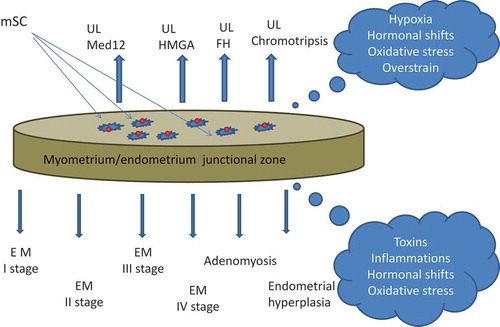 Figure 2. Junctional zone (JZ) of the uterus as ‘the same coin’. Myometrial/endometrial JZ of the uterus at the boundary of endometrium/myometrium layers as a principal source of mesenchymal stem cells (mSC), generating under unfavorable conditions endometriosis (EM) lesions or uterine leiomyoma (UL) fibroids. The mSC from the upper (myometrial) side of the ‘coin’ are epigenetically programmed to generate UL, and the mSC from the bottom (endometrial) side are prone to give EM lesions.