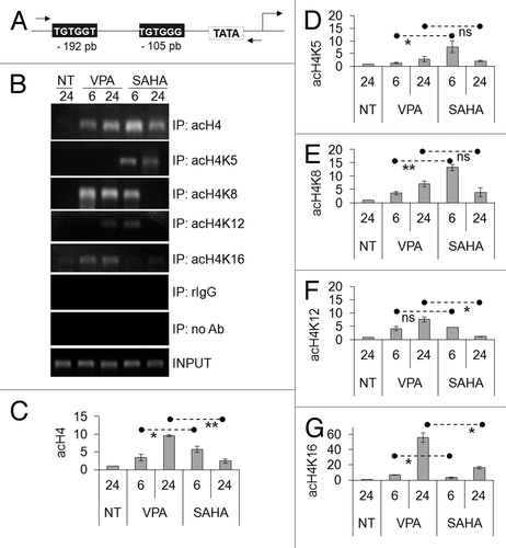 Figure 4. Effects of VPA or SAHA on H4 epigenetic modifications at IL3 promoter. (A) Schematic representation of the IL3 promoter region analyzed. Grey boxes: AML1/ETO binding sites. (B-G) Kasumi-1 cells were incubated in the absence (NT) or the presence of 2 mM VPA or 1 μM SAHA for the indicated times (hours). ChIP was performed (IP: immunoprecipitates) using the indicated antibodies (rIgG: control rabbit IgG; no Ab: negative control). The IL3 promoter region was then amplified by RT-PCR (B) or Q-PCR (C–G). Histograms represent the relative quantification of DNA recovered from IP with antibodies against acH4 (C) or individual acK residues of H4, as indicated (D–G). Values were intra-experimentally normalized for input DNA and control IgG and data expressed as fold-increase with respect to the respective value obtained for untreated cells at 24 h of incubation (NT). Histograms are means ± SEM of data from three independent experiments. The statistical significance of differences was determined by the Student’s t-test for paired samples (*p < 0.05; **p < 0.01; ns: not significant).