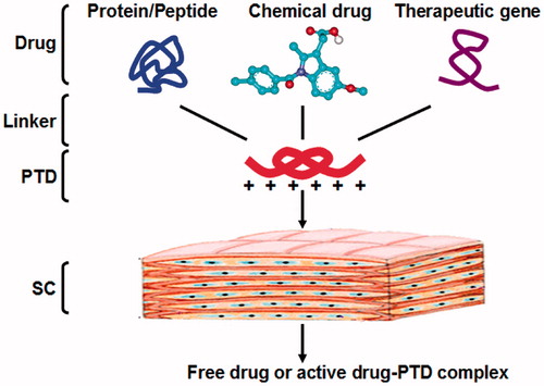 Figure 1. Schematic representation of the skin delivery of PTD-drug complex. PTDs and drugs are conjugated via releasable or non-releasable chemical linker. In the body, the complex of PTD and cargo can exert its therapeutic effect after degradation into the free drug, or in the form of the conjugation with similar activity.