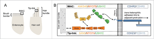 Figure 2. Localization and molecular architecture of the conserved apical adhesion complex.
