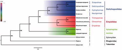 Figure 1. Bayesian phylogenetic tree of 12 Diptera species. The posterior probabilities are labeled at each node.