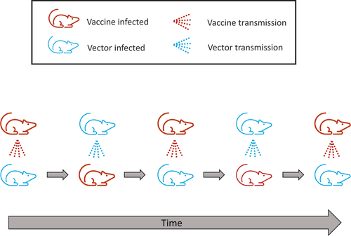 Figure 1. Cartoon illustration of a superinfecting vaccine being introduced into the same population from which the vector came. In actuality, the vaccine is superinfected upon as often as it transmits, but the figure only follows a ‘recipient’ host being repeatedly superinfected upon through time. Colors distinguish vector-infected from vaccine-infected hosts. The bottom row follows one host; the top row depicts its contacts that transmit to it and change its infection state. If, for example, the population is initially 50% wild-type and 50% vaccine, half of encounters are each type, and the host spends 50% of its time in each state. This is an extreme case of superinfection dominating prior infections, but it is especially suited to illustrating how population neutrality applies despite the superinfection.