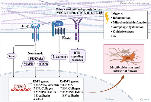 Figure 8. Processes of the major mechanism of adenine-induced renal fibroblast/myofibroblast activation.