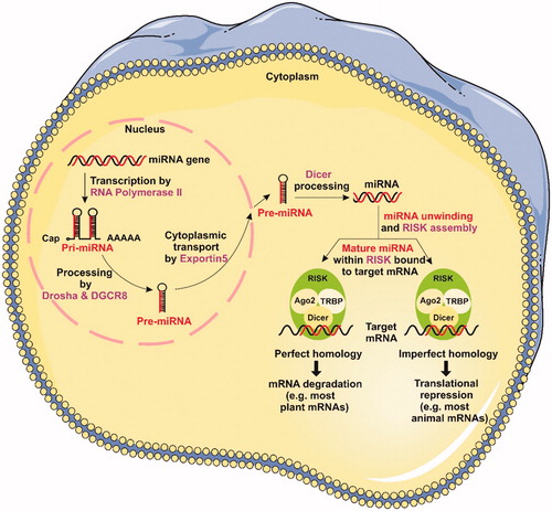 Figure 1. miRNA biogenesis and mechanisms of gene silencing (see text for details).