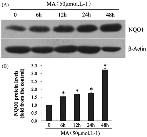 Figure 5. Effects of mangiferin on NQO1 expression in MNC hUCB cells. (A) After treating with 50 μM mangiferin for 0, 6, 12, 24, or 48 h, total cell lysates were subjected to western blotting with NQO1 antibodies. β-Actin was examined as the control for equal protein loading and protein integrity. (B) NQO1 expression was quantified by densitometry. Data represented the mean ± SD of at least three independent experiments (*p < 0.05).