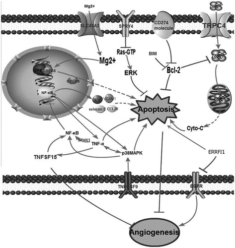 Figure 4. Network extension of the comprehensive signaling pathway collated by the differentially expressed genes that were regulated by DMU-212.