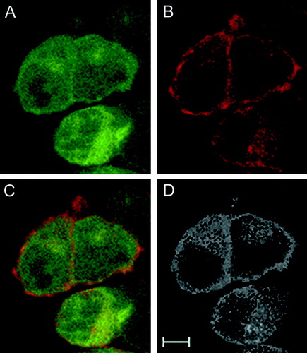 Figure 3. Confocal imaging of Panx1 and Kvβ3. (A) Kvβ3-ECFP, (B) Panx1-EYFP, (C) merged image of (A) and (B). Images represent a single plane derived from a Z-stack recording. (D) Colocalization analyses result using the original RGB-picture (C) and the ImageJ software suite. Scale bar = 5 μ m