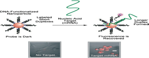 Figure 10. “Nanoflares” are gold nanoconjugates functionalized with oligonucleotide sequences complementary to a specific nucleic acid target (messenger RNA) hybridized to short fluorescent sequences. In the absence of a target, the nanoflares are dark because of quenching by the gold nanoparticle. In the presence of a target, binding displaces the short flare through the formation of a longer (more energetically favorable) duplex. The result is a fluorescence signal inside the cell, which indicates the target has been detected. Scale bar: 20 mm.