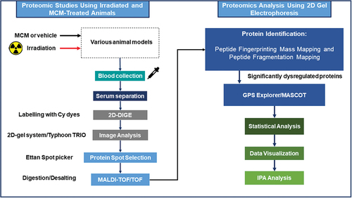 Figure 2. Schematic of two-dimensional differential in-gel electrophoresis and animal study, sample preparation, and subsequent data analysis.
