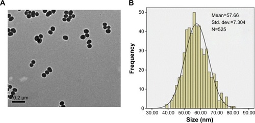 Figure 1 Morphology and size distribution of SiNPs.Notes: (A) TEM image: SiNPs had a near-spherical shape and good monodispersity, with an average diameter of 58 nm. (B) Size distribution measured by ImageJ software showed an almost normal distribution.Abbreviations: SiNPs, silica nanoparticles; TEM, transmission electron microscopy; Std dev, standard deviation.