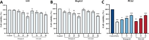 Figure 6. Cytotoxic effects of T14-A24 on (A) L02 cells and (B) HepG2 cells. C: Neuroprotective effect of T14-A24 against H2O2-induced PC12 neurons injury.