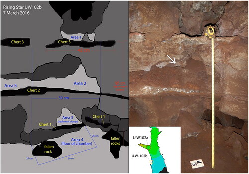 Figure 10. A (left). Schematic of the west wall region of the Lesedi Chamber, designated U.W. 102b showing Area 4, where U.W. 102b–178 was recovered and Area 2, where the remaining U.W. 102b hominin fossils were found. 10B (right). Image of west wall of Lesedi Chamber. White arrow points to where the U.W. 102b E-JUV hemi-mandible, teeth, and cranial fragments were recovered.