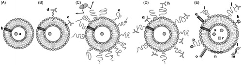 Figure 2. A. Liposomes loaded with water soluble (a) and water-insoluble drugs (b); B. Antibody-targeted immunoliposome with antibody covalently coupled (c) or hydrophobically anchored (d) to the surface; C. Liposome modified with a protective polymer such as PEG (e), which reduce interactions with opsonizing proteins (f); D. Liposome-bearing antibodies attached to the surface (g) or, to the end of PEG polymeric chain (h); E. Multifunctional liposome, which displays some of the following features: protective polymer (i), targeting ligand (j), diagnostic label (k), positively charged lipids (l) allowing for the complexation with DNA (m); stimuli-sensitive lipids (n); stimuli-sensitive polymer (o); cell-penetrating peptide (p) and incorporation of viral components (q), magnetic particles (r) for magnetic targeting and/or colloidal gold or silver particles (s) for electron microscopy.