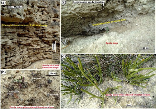 Figure 9. Calcicole microhabitats on soil-free talus associated with sandy limestone. A, Base of sandy limestone outcrop at the Gards Road, showing differential weathering of bedding, and formation of sandy talus below. B, Calcicoles (Chaerophyllum) and exotic plants in sandy talus at the Gards Road site. C, Sandy talus below outcrop at the Lake Waitaki site, with evaporative salts on surface in background, yielding localised high EC values. D, Calcicoles (Carmichaelia sp.) growing in sandy talus with limestone chips at the Lake Waitaki site.