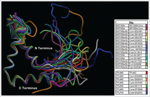 Figure 5. Phyre2 Tpl94D orthologs, MST35Ba, MST35Bb orthologs, Dpse GA18970 Exon 1 (GA31252) best sequence matches conserved DNA binding region Tertiary structure alignment of a wire frame model for the Tpl94D orthologs. The different colors indicate each of the species shown on the bottom right.