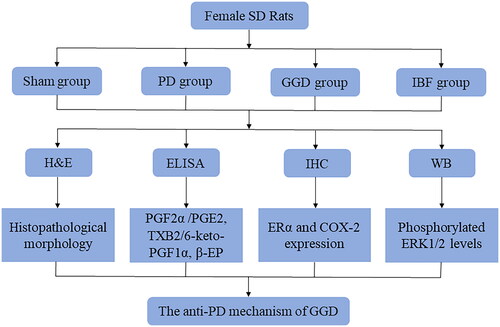 Figure 1. A flow chart of this study. SD: Sprague Dawley; PD: Primary dysmenorrhoea; GGD: Ge-Gen decoction; IBF: Ibuprofen; H&E: Haemotoxylin and Eosin; ELISA: Enzyme-linked immunosorbent assay; IHC: Immunohistochemistry; WB: Western blot; PGE2: Prostaglandin E2; PGF2α: Prostaglandin F2 alpha; ERα: Oestrogen receptor alpha; ERK1/2: Extracellular signal-regulated protein kinases 1 and 2; COX-2: Cyclooxygenase-2.