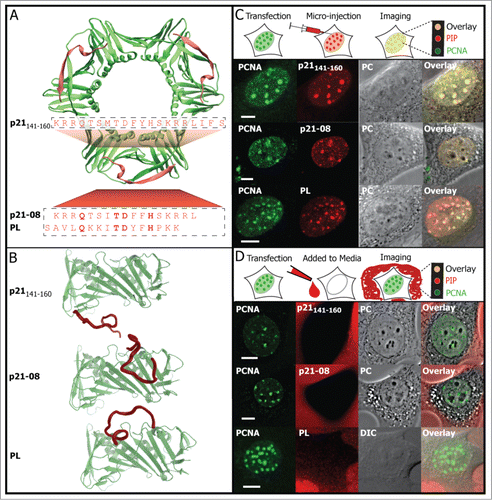Figure 3. PCNA interacting peptides bind to PCNA in vivo but are not cell permeable. (A) Crystal structure of the PCNA trimer (green) with the C-terminus region of the p21 protein (red) bound to it (PDB ID 1AXC). The sequences of the p21 peptide and the two highest PCNA binding affinity peptides p21–08 and PL screened are displayed. (B) Structures of the p21 peptides and the two PIPs, i.e., p21–08 and PL sequences obtained from molecular dynamics simulations are shown. (C) Images showing that these peptides ([F-p21], [F-p21–08], [F-PL]) after microinjection clearly co-localize with GFP-PCNA at replication sites. (D) When the peptides are added to the extracellular media they are not able to enter the cells. The abbreviation PC stands for phase contrast and DIC for differential interference contrast. Scale bar 5 μm.