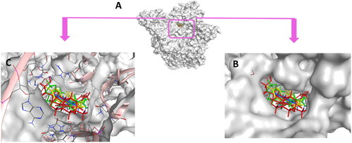 Figure 18. (A) Cartoon representation of the molecular surface of DNA-Topo IIβ complex (PDB:3QX3) showing EVP (green), 5b (blue), 5h (yellow), doxorubicin (red) in the binding pocket. (B) Focused view of the active site. (C) Transparent mode of the cartoon representation illustrating the binding pocket with the essential aminoacids and nucleotides.