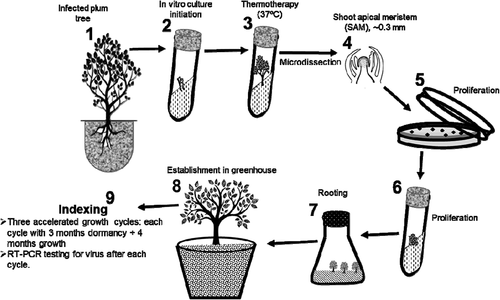 Fig. 2 Flow chart (not drawn to scale) of accelerated in vitro thermotherapy and indexing against apple chlorotic leaf spot virus. (1) Axillary buds were excised from the infected tree and sterilized. (2) Sterile buds were transferred into culture tubes to initiate proliferation. (3) Proliferating tissues were heat treated in a growth chamber at 37°C. (4) Heat-treated tissues were microdissected to obtain ~0.3 mm shoot apical meristems (SAM) that are potentially virus free. (5) SAM were transferred onto media in Petri dishes to initiate proliferation. (6) Proliferating tissues were transferred into tubes to continue growth. (7) Proliferating tissues were transferred into rooting medium and then into root elongation medium. (8) Rooted plantlets were transferred into pots to initiate hardening in the greenhouse and produce mature plants. (9) Mature plants were moved into a growth chamber and subjected to three cycles of accelerated growth. Leaf tissues were collected from mature plants after every growth cycle for virus testing.