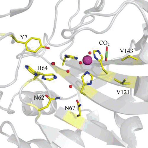 Figure 3.  Stick representation of the active site of hCA II (PDB ID 3D92)Citation2 showing key residues that are involved in CO2 binding and proton transfer during catalysis. Residues are as labelled. Active site Zn2+ is shown as a magenta sphere and water molecules involved in proton transfer are shown as red spheres.