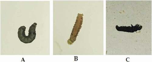 Figure 6. Morphological effects of Ar-AgNPs on S. littoralis larvae: (A) control, (B) treatment through feeding and (C) treatment through contact.