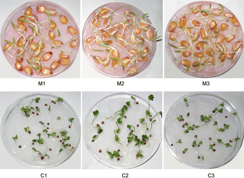 Figure 2. Effect of different EMF treatments on growth of maize and canola seedlings. Control (M1), 3 mT (M2) and 10 mT (M3) for 4 h in maize, and control (C1), 1 mT for 1 h (C2) and 7 mT for 3 h (C3) in canola.