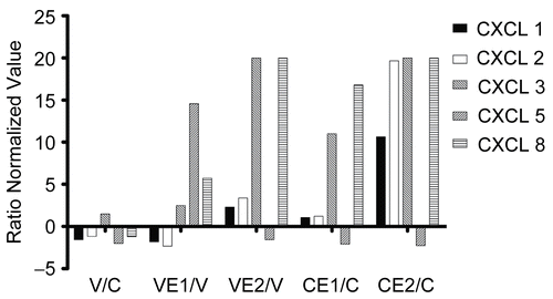 Figure 2.  CXCL chemokines 1, 2, 3, 5 and 8 (ELR+), relative gene transcription. BEAS- 2B cells, in 75 cm2 flasks, uninfected or infected with rhinovirus type 14, were treated with Echinacea extract E1 or E2, or medium only, for 18 h. Total RNA was extracted, converted into cDNA and hybridized to DNA arrays containing 13,816 genes in duplicate. Data analysis was carried out as described in Materials and Methods and the normalized values from three separate experiments were converted into ratios: V/C = virus/control; VE1/V = virus + E1/virus; VE2/V = virus + E2/virus; CE1/C = control + E1/control; CE2/C = control + E2/control.
