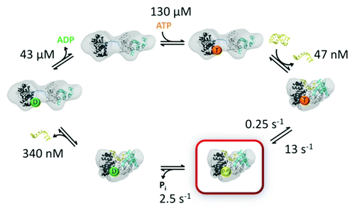 Figure 3. ATPase kinetics of DEAD box proteins. Specific rate and equilibrium constants are shown for Mss116 (data from ref. Citation56) The domain structures shown are based on SAXS studies of the open and closed complexes.Citation57 Nucleotides are abbreviated by T (ATP), D-Pi (ADP and Pi) and D (ADP). The ADP-Pi state is highlighted in red to indicate that it is populated to the greatest extent in the steady-state with saturating ATP and RNA.