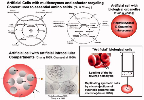 Figure 16. Upper: Artificial cells containing multienzyme systems with cofactor recycling can convert waste, urea and ammonia , into useful essential amino acids, Upper right: Artificial cells that contain liver cytosol and organelles like microsomes) Lower right: Reverse hemolysis to load red blood cells with drugs. Microinjection to introduce synthetic DNA into microbes. Updated from Chang [Citation9,Citation10] with copyright permission.