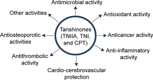 Figure 2 Biological activities of TNIIA, TNI, and CPT.Abbreviations: TNIIA, tanshinone IIA; TNI, tanshinone I; CPT, cryptotanshinone.