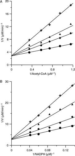 Figure 2 Double-reciprocal plots for inhibition of FAS by PLE. (A) The OA of FAS was measured. Acetyl-CoA was the variable substrate. The concentrations of malonyl-CoA and NADPH were fixed at 0.37 mM and 1.34 mM. The concentrations of PLE were: 0 μg/ml (•); 0.33 μg/ml (♦); 0.49 μg/ml (▴); 0.81 μg/ml (+) respectively. (B) The KR of FAS was measured. NADPH was the variable substrate. The concentrations of Acetyl-CoA and malonyl-CoA were fixed at 0.192 mM and 0.37 mM. The concentrations of PLE were: 0 μg/ml (•); 0.98 μg/ml (♦); 1.95 μg/ml (▴); 2.93 μg/ml (+) respectively.