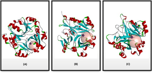 Figure 3. Glo-I PDB enzyme Preparation codes (A) 7WT2 (B) 3VW9 (C) 1QIP. The proteins are represented as solid ribbon, and the Zinc metals as dark red spheres. The active sites are defined with transparent spheres of (A) 7 Å (B) 7 Å (C) 7.3 Å radius.