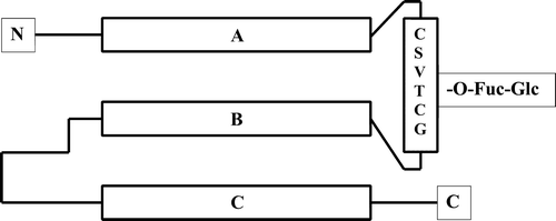 Figure 2.  The thrombospondin type 1 repeat (TSR). A schematic representation of the secondary structural elements, showing the three antiparallel strands as horizontal rectangles (A, B, and C). The loop between strands A and B contains the sequence motif, indicated by the standard one-letter code for amino acids inside the vertical rectangle, to which the Glc-Fuc disaccharide is attached. Glc = glucose; Fuc = fucose.