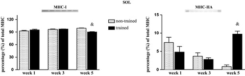 Figure 4. Relative myosin heavy chain (MHC) isoform distribution of MHC-I (a) and MHC-IIA (b) in soleus (SOL) muscle of non-trained and trained rats after 1, 3, or 5 weeks. Values are expressed as means ± SEM. One-way ANOVA followed by Tukey’s post-test (p < .05): &vs. week 5 of non-trained group. n = 8/group.
