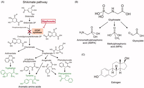 Figure 1. Chemical structures underlying glyphosate herbicidal function, its metabolites and estrogenic potential. (A) Representation of the shikimate pathway that allows the biosynthesis of aromatic amino acids tryptophan, tyrosine and phenylalanine (represented in green) in plants and microorganisms, but not in animals. Glyphosate (represented in the red box) acts as a competitive inhibitor of 5-enolpyruvylshikimate-3-phosphate (EPSP) synthase, an enzyme with a central role in aromatic amino acid biosynthesis. (B) Chemical structures of glyphosate and its two primary metabolites, aminomethylphosphonic acid (AMPA) and methylphosphonic acid (MPA), as well as a rarer metabolite, glyoxylate. (C) Molecular structure of estrogen; glyphosate mimics its action and potentially uses the same molecular pathway.
