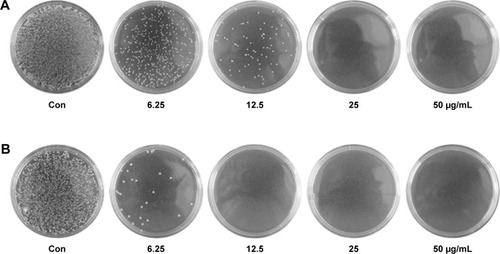 Figure 5 Bacteria colonies inhibition of Ag-MSNs@CHX.Note: Photographs of LB-agar plates coated with (A) S. aureus and (B) E. coli when supplemented with different concentrations of Ag-MSNs@CHX.Abbreviations: Ag-MSNs@CHX, chlorhexidine-loaded, silver-decorated mesoporous silica nanoparticles; LB, lysogeny broth; S. aureus, Staphylococcus aureus; E. coli, Escherichia coli; con, control.