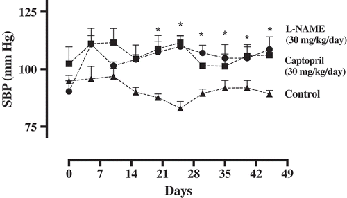 Figure 4. Systolic blood pressure (mm Hg) of mice treated with water (control, 1 ml/0.1kg/day, n = 5) or treated with L-NAME (30 mg/kg/day, n = 5). After the hypertension was established, a group of mice was treated with captopril (30 mg/kg/day, n = 5) as positive control group. Data are represented as means ± SEM. *Significantly different from the control group.