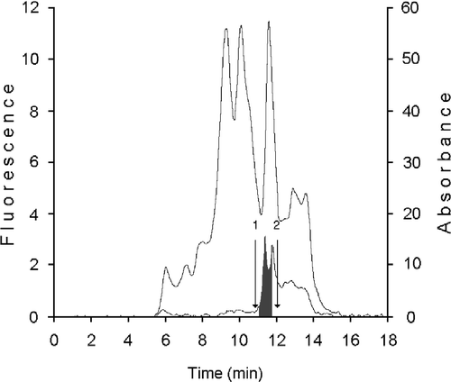 Figure 2 Purification of cellular binding proteins from cytosol of human mammary epithelial cells. 100 μL cytosol (0.8 × 106 cells - 74 μg protein) were gel filtered on a KW 804 column and eluted at 1 mL min− 1 with 50 mM Tris HCl pH 7.4 containing 1 mM glutathione. Elution peaks were monitored by absorbance at 280 nm (top trace) and fluorescence (bottom trace). Iterative analyses were carried out and fraction peaks were collected from the area containing cellular retinoid binding proteins (RT 11.47 ± 0.3) (grey peaks). Positions of standards used as molecular weight markers were: 1) bovine erythrocyte carbonic anhydrase (29.3 kDa); 2) horse heart cytochrome C (12.4 kDa).