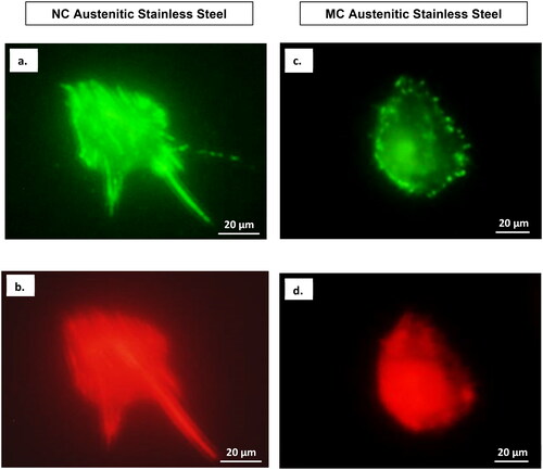 Figure 6. Focal contacts and actin stress fibres of fibroblasts after 2 days culture on MC (a,b) and NC (c,d) stainless steel surfaces. Vinculin (a, c) staining shows a larger number of focal contact sites in fibroblasts grown on the surface of NC(c) compared to cells grown on MC surface (a). The higher number of focal adhesion points corresponded well with a higher number of actin stress fibres on NC surface (d) compared to MC surface (b) (adapted from references 3, 37, 40).