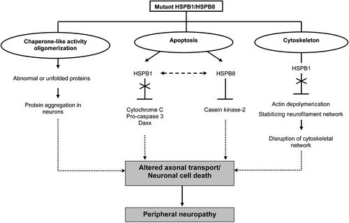 Figure 2 Suggested pleiotropic actions of mutant HSPB1 and HSPB8. Mutations in HSPB1 and HSPB8 can interfere with the chaperone‐like activity, causing insoluble cellular aggregates and subsequent induction of neuronal cell death. HSPB1 and HSPB8 regulate different apoptotic pathways. Mutant HSPB1 can no longer bind cytochrome C, pro‐caspase 3 and Daxx and is thus unable to prevent apoptotic cell death. Mutations in HSPB8 may result in enhanced apoptosis by inhibiting the pro‐survival activity of casein kinase‐2 or by negatively influencing the anti‐apoptotic activity of its interacting partner, HSPB1. Furthermore, mutant HSPB1 is able to disrupt cytoskeletal functions and neurofilament assembly, resulting in neuronal cell death or altered axonal transport. Ultimately, these pathological mechanisms will cause peripheral neuropathy in humans.