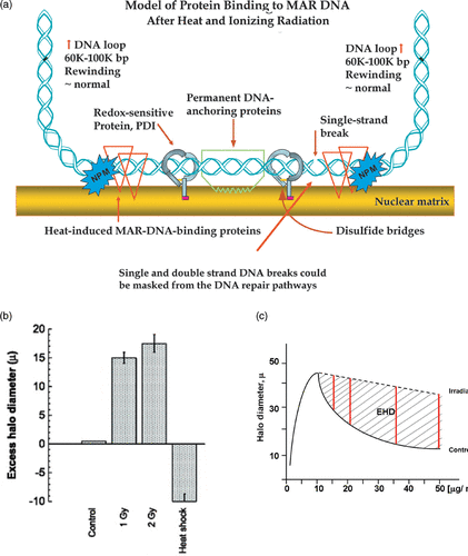 Figure 4. Effects on hyperthermia on DNA Supercoiling Ability. (a) illustrates a model of how hyperthermia induced MAR DNA binding can impact DNA supercoiling and the recognition of DNA damage. In the absence of the heat-induced MAR binding proteins single-strand DNA breaks will inhibit DNA supercoil rewinding, but when these proteins bind MAR DNA the effects of these breaks on DNA supercoiling are masked, see (b) which shows some of the supporting data in which DNA damage induced by ionizing radiation is masked in heated cells. The excess halo diameter is illustrated in (c), showing the approximate point at which the difference between control and irradiated samples were measured and added to estimate the difference between the curves. Note that in the samples from heated and irradiated cells the inhibition of DNA supercoil rewinding is reversed due to the masking of the DNA damage. Panel C reprinted from Citation[39].