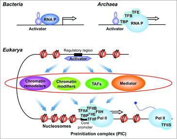Figure 1. Regulation of Pol II transcription initiation. A simplified view of eukaryotic Pol II transcription regulation at the step of preinitiation complex (PIC) formation is shown. Unlike bacteria which have direct links between activators and RNA polymerase or Archaea that have an RNA polymerase closely related to the eukaryotic enzyme and three general transcription factors, eukaryotes have multisubunit coregulators. These complexes constitute an additional regulatory layer (indicated by a red mark), that emerged in the eukaryotic kingdom, operating between activators and basal Pol II transcription machinery in chromatin context. These multisubunit complexes include chromatin remodelers and chromatin modifiers that act on the promoter chromatin structure or TAFs-containing TFIID and Mediator that stimulate PIC assembly. Some complexes could have both activities.