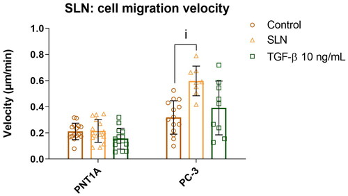 Figure 2. Cell migration velocity of prostate cells in the presence of SLN. PNT1A and PC-3 cells were plated at a density of 5×104 cells/well. On the following day, cells were serum-starved for 24 h before being incubated for 4 h with SLN or TGF-β (10 ng/mL). Then, the scratch was made and images were acquired every 15 minutes on Cytation 5 Hybrid Multidetection Reader (BioTek Instruments, Inc., Winooski, VT, USA). Cell migration velocity is in μm/min. Each value represents the mean ± standard deviation (SD). The points represents all the replicates of three independent experiments (n = 2). (i) SLN vs. Control (PC-3), p<0.05 significant difference by Two-way ANOVA, followed by Sidak’s mutual comparison test.