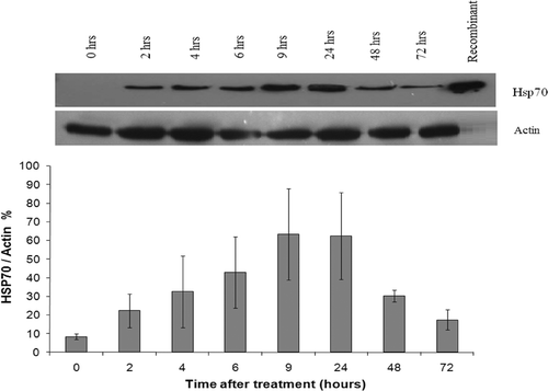 Figure 3. Up-regulation of Hsp70 expression in DHD/K12/TRb cells treated with 43°C low-grade hyperthermia for 20 min (top). Representative western blot of Hsp70 expression with heat stress (bottom). Hsp70 expression at different time points normalised versus actin. Hsp70 expression is elevated 2 h after hyperthermia treatment and lasts 72 h. Each peak is the mean of measurements of 3 ± STDEV.