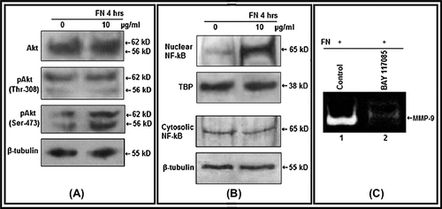Figure 3. Effect of FN on Akt, NF-κB: A. PC-3 cells were grown in SFCM in absence (0) and in presence of 10 μg/ml FN for 4 h. Equal amounts of protein (100 μg) of cell extracts were subjected to western blot analysis with anti-Akt, anti-p-Akt (Thr-308), anti-p-Akt (Ser-473) antibodies. β-tubulin was used as internal control. B. Nuclear and cytoplasmic extracts of control (0) and FN-treated (10 μg/ml) cells were subjected to western blot analysis with anti-NF-κB antibody. TBP was used as internal control for nuclear proteins. C. PC-3 cells, untreated (Control) or treated with NF-κB inhibitor BAY-11-7085 (5 μM for 24 h), were allowed to grow on FN (10 μg/ml for 4 h in SFCM). The culture supernatants were collected and gelatin zymography was performed.