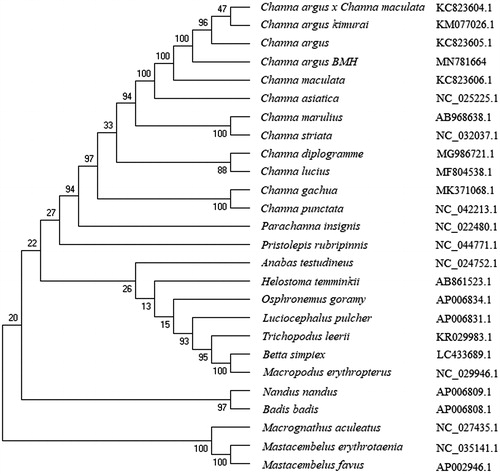 Figure 1. The phylogenetic analysis of Channa argus and other Channa fishes based on the mitogenome sequences.