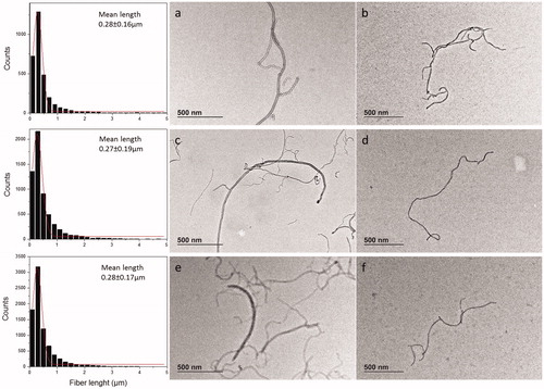 Figure 3. TEM images of MWCNT material stock suspension in tannic acid as prepared (a,c,d) and after 48 h in culture medium (b,d,f) as follows: (a,b) PSb, (c,d) PSa, (e,f) VSc. Corresponding graphs of stocks suspensions show the length measured and the Gaussian distribution with mean length calculated.