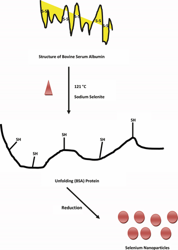 Figure 1. Schematic diagram- sodium selenite to selenium nanoparticles using BSA as a reducing agent.