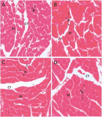 Figure 4. Representative cross sections of cardiac left ventricles stained with H&E (×400) of rats from the control (A), virgin coconut oil (VCO) supplemented (1.42 ml/kg, oral) (B), heated palm oil (HPO) (C), and heated palm oil plus virgin coconut oil (HPO+VCO) (D) groups. CT, connective tissue; M, myofiber; N, nucleus (shown by arrows).