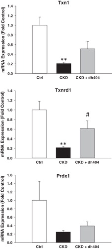Figure 4. Messenger RNA expression of peroxiredoxin 1 (Prdx1), thioredoxin 1 (Txn1) and thioredoxin reductase 1 (Txnrd1) in the renal tissues of sham-operated control (CTL; n = 6) and a 5/6 nephrectomized rat CKD treated with vehicle (CKD; n = 9) or RTA dh404 (CKD + RTA dh404; n = 9); **p < 0.01 versus CTL, #p < 0.05 versus CKD.